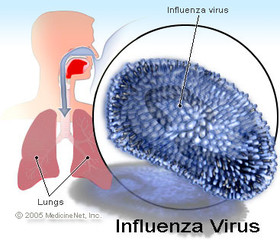 influenza virus.jpg