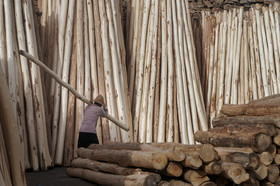 صادرات چوب اجرا نشده ممنوع شد