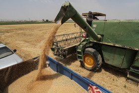 افزایش 27 درصدی خرید گندم از کشاورزان خراسان رضوی