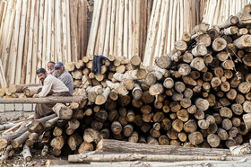 کشت فراسرزمینی چوب در روسیه/ دو بندر شمالی قرنطینه چوب وارداتی