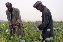 افزایش تولید مواد مخدر، چالشی جدی برای دولت جدید افغانستان