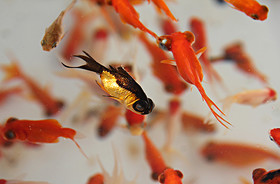 هشدار درباره رها کردن ماهی قرمز در زیستگاه‌های طبیعی