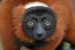 lemur.jpg