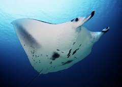 manta ray.jpeg