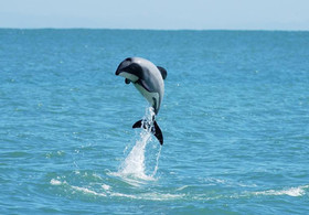 maui_dolphin_leaping_684.jpg