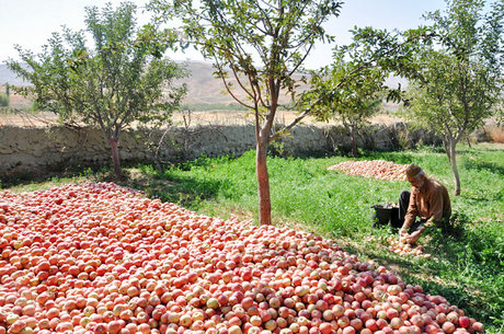نتیجه تصویری برای برداشت سیب از باغات و کشاورزان