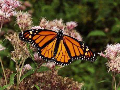 گونه‌های پروانه در زاگرس با تهدیدات جدی روبرو هستند