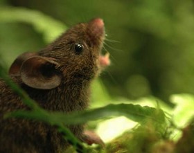 آواز موشها برای پرهیز از جنگ 