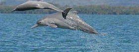 new-dolphin-species-640x240.jpg