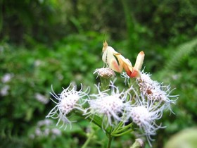 orchid-mantis-1.jpg