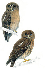 جغد owl.jpg