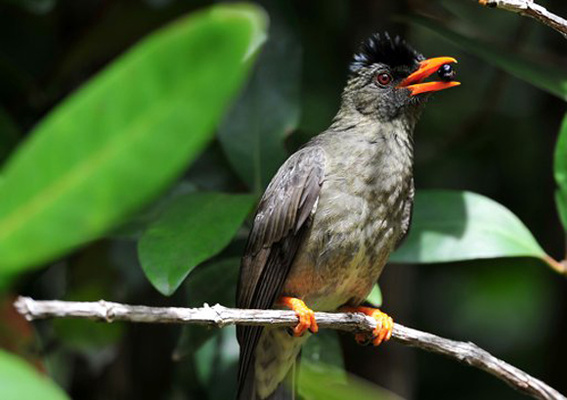خطر انقراض نسل پرندگان آمریکای شمالی