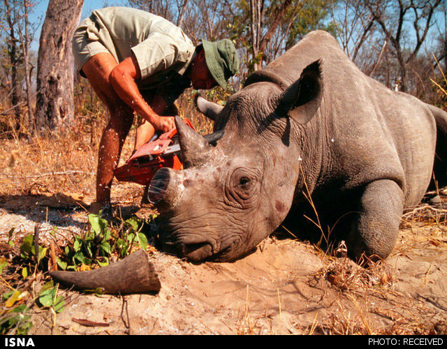 http://media.isna.ir/content/rhino-2.jpg/4
