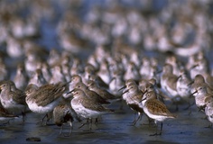 shorebirds.jpg