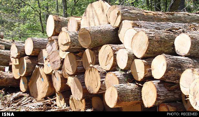 timber-1353060798-3869.jpg