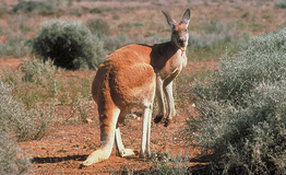 vic-RedKangaroo-large.jpg