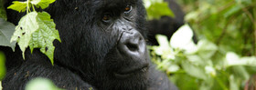 virunga_gorilla_iucn_banner_123562.jpg