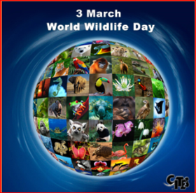 world wildlife day.png