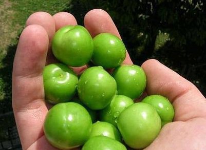 نوبرانه فقط گوجه‌سبز و توت‌فرنگی نیست