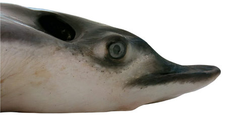 شناخت گونه جدیدی سفره‌ماهی‌ در اقیانوس آرام 