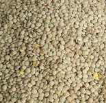 ‌دیابتی‌ها عدس بخورند‌