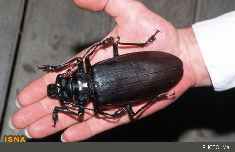 بزرگ‌ترین سوسک جهان