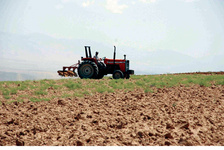 الگوی کشت برنامه‌ای موثر برای میزان تولید