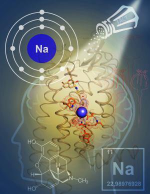 حل یک معمای 40 ساله درباره کنترل گیرنده‌های افیونی در مغز