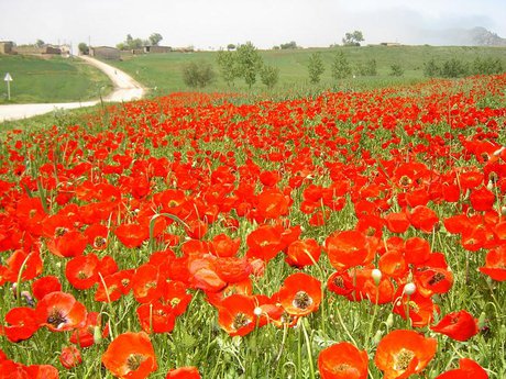 هفتمین جشنواره سفر به دشت شقایق کالپوش برگزار می‌شود