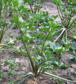 مصرف کرفس =کاهش فشارخون