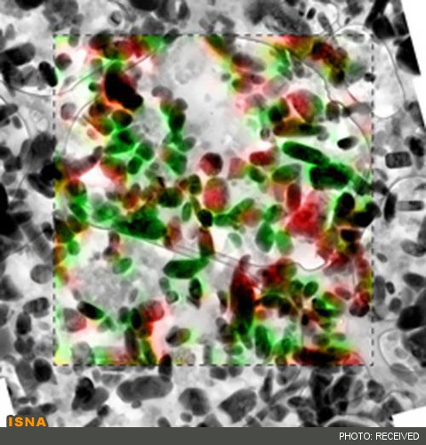 بررسی مکانیسم شارژ - دشارژ در باتری‌های یون لیتیم