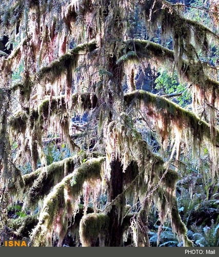 خزه‌هایی که درختان را خفه می‌کنند+ تصاویر