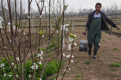 پرورش ماهی برای سفره هفت‌سین - رشت