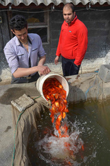 پرورش ماهی برای سفره هفت‌سین - رشت