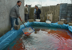 پرورش ماهی برای سفره هفت‌سین - رشت