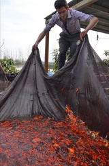 پرورش ماهی برای سفره هفت‌سین - رشت