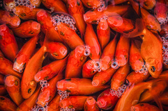 پرورش ماهی برای سفره هفت‌سین - رشت