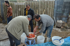 پرورش ماهی برای سفره هفت‌سین - رشت