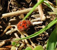 آغاز مبارزه بیولوژیک با آفات در مزارع و باغات ایلام