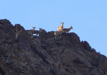 «محیط بان قاتل» از چوبه‌ی دار رهایی یافت