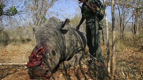 رشد 50 درصدی کشتار کرگدن‌های آفریقایی