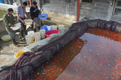 پرورش ماهی برای سفره هفت‌سین - رشت