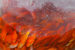 پرورش ماهی برای سفره هفت‌سین - رشت