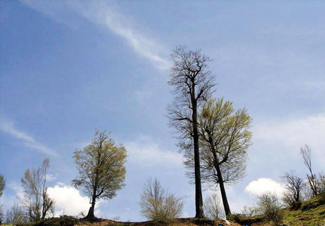 بهاری که جنگل کاشمر را سبز نکرد
