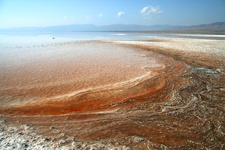 شناسایی چندین سویه و گونه جلبک تک سلولی در دریاچه ارومیه