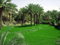 «بزمان» اکوتوریستی زیبا در دل سیستان بزرگ