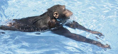 شناگری دو میمون به سبک‌ انسان+تصاویر