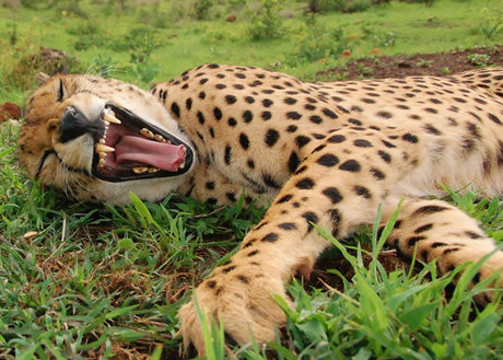 حمله پلنگ به 50 راس دام در کهگیلویه