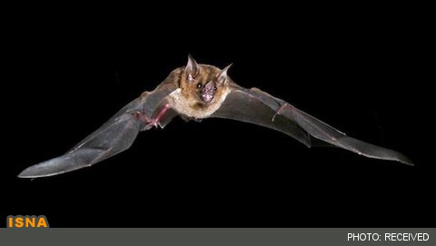کشف اسرار ذخیره‌سازی انرژی در بال‌های خفاش