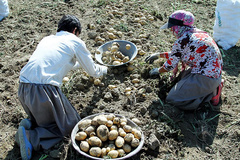 انتقاد سخنگوی کمیسیون کشاورزی از واردات سیب‌زمینی از پاکستان 